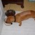 How we stopped our dogs from Scoffing food or eating too fast