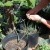 Drip irrigation for container plants