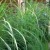 Nearing the End of October and Lemongrass