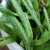 Our Medicinal Garden