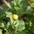 Grey Gardening and Budget
