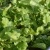 Container garden tips and Growing Right Now