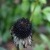 The good seeds