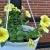 Springtime and Home