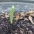 Never Give Up Gardening